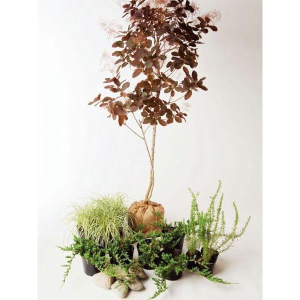 シックモダン 日なた セットアップガーデン 植木 苗 庭木 セット商品