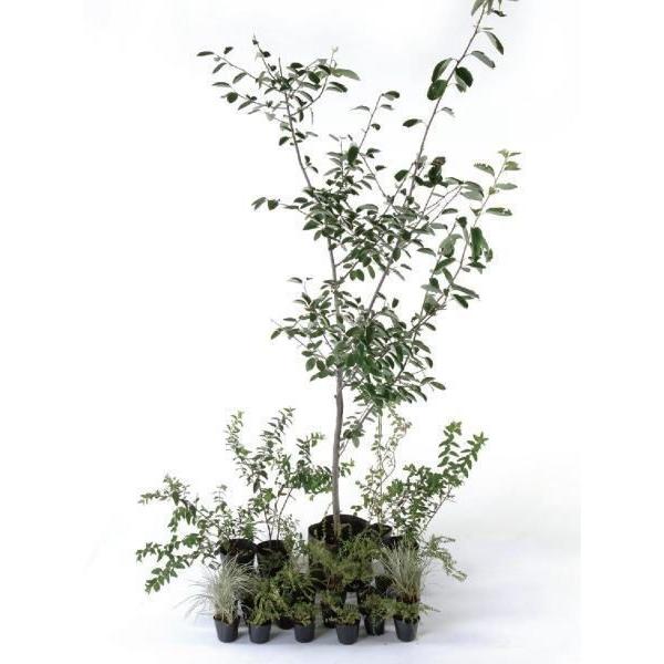 ナチュラル 日なた セットアップガーデン 植木 苗 庭木 セット商品