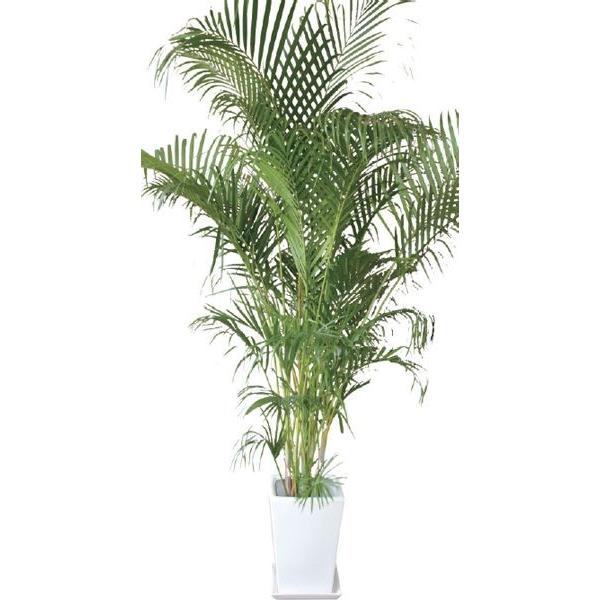 アレカヤシ コガネタケヤシ 観葉植物 陶器鉢 プランター 皿付き 1 9 0 9 10号 日蔭 常緑中低木 Petrogulfza Com
