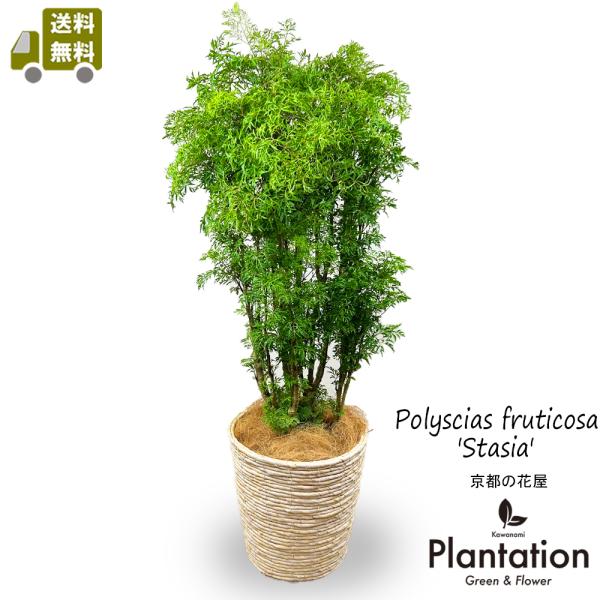 CD ポリシャス 全ての始まりの朝 CD ポリシャス 全ての始まりの朝 CD ポリシャス 全ての始まりの朝 CD