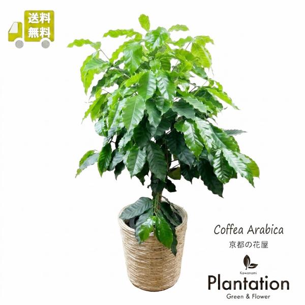 送料無料 コーヒーの木 観葉植物  7号 鉢カバー（購入可） アラビカ種 室内 おしゃれ 御祝 カフェ開店祝い 新築祝い 引越し祝い 誕生日 プレゼント　ギフト