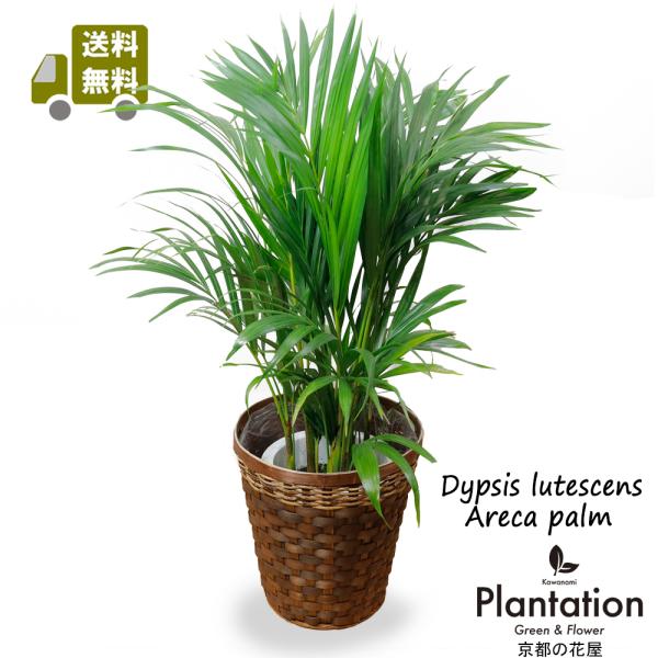 送料無料 観葉植物 アレカヤシ7号 立て札、メッセージカード無料
