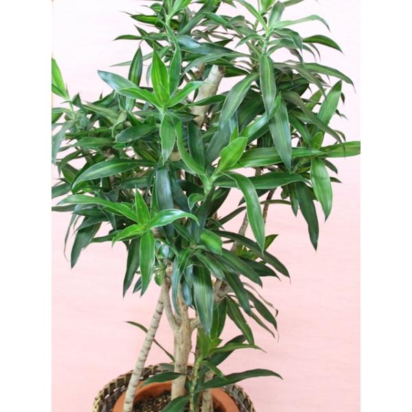 観葉植物 ソングオブジャマイカ７号 鉢カバー付 立て札 メッセージカード無料 ラッピングも無料 Buyee Buyee Japanese Proxy Service Buy From Japan Bot Online