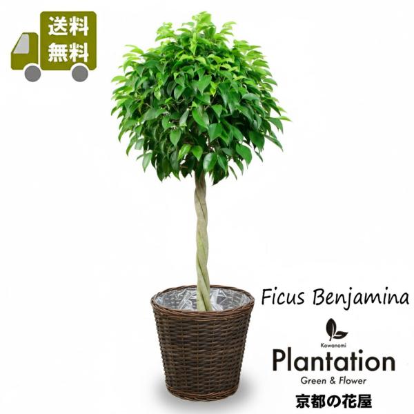 送料無料 観葉植物 ベンジャミン スタンダード８号 鉢カバー付 立て札 メッセージカード無料 ラッピングも無料 Buyee 日本代购平台 产品购物网站大全 Buyee一站式代购 Bot Online