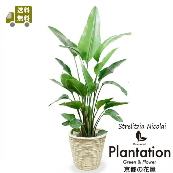 【ストレリチア　オーガスタ　サイズ】高さ：約1４0〜1６0cm（鉢底から）幅　：約70〜90cm（最大幅）鉢カバーは別売りです。※商品の色・形態は、多少写真と異なる場合がございます。できる限り、写真と似た商品を送らせて頂きますが、幹の太さ、...