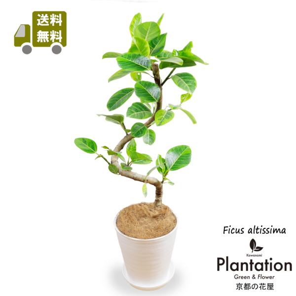 アルテシーマゴムの木幹曲り8号の魅力と育て方ポイント