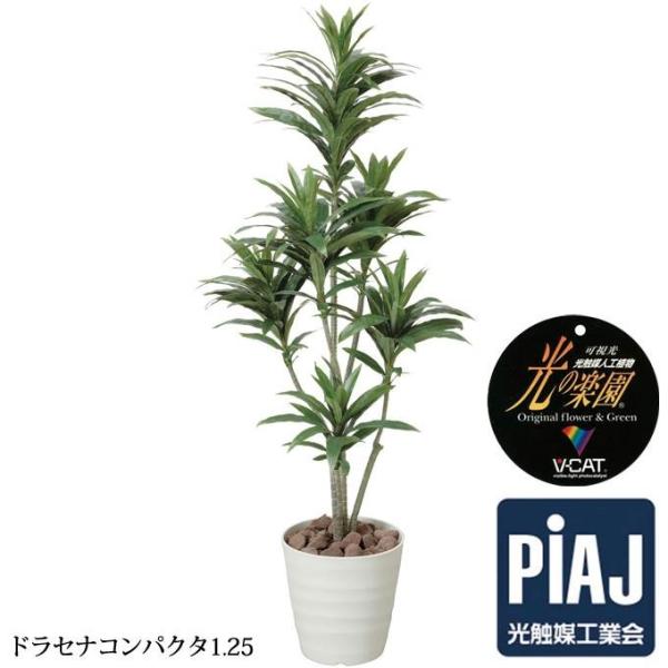 観葉植物 光触媒 おしゃれ ドラセナコンパクタ1 25 お祝い Purrworld Com