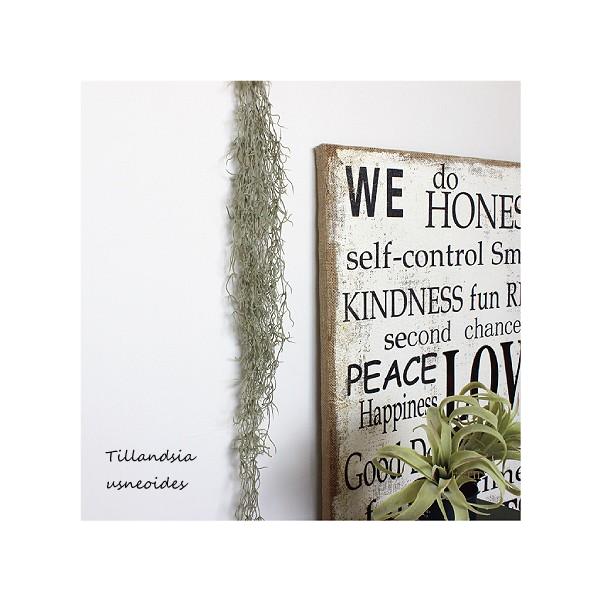 スパニッシュモス S チランドシア ウスネオイデス チランジア ティランジア ティランドシア 観葉植物 フェイクグリーン 造花 インテリア Ct触媒 Buyee Buyee 日本の通販商品 オークションの代理入札 代理購入