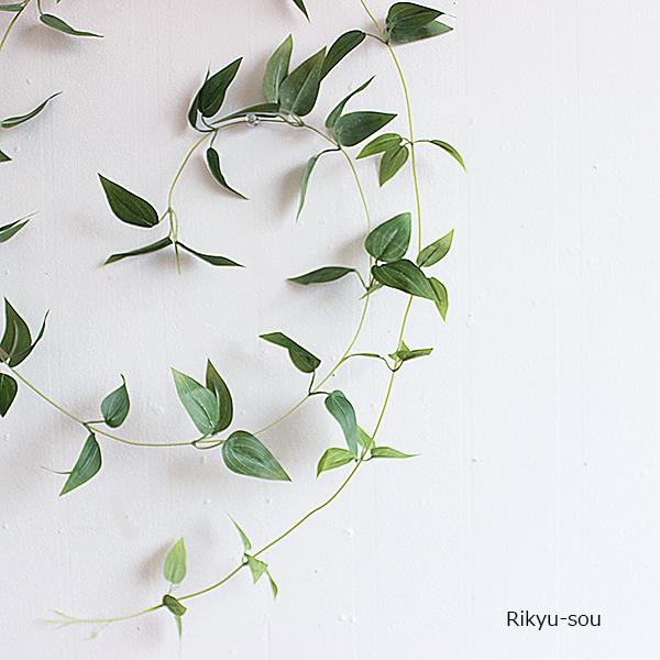 華奢で美しいリキュウソウ180cmのロングタイプなので、くるりと丸めてリースとして飾って■リキュウソウ（造花）■サイズ　全長 180cm　葉3.5〜6cm■ポリエステル／ポリエチレン／ビニール樹脂コート※商品のサイズは多少異なることがござい...
