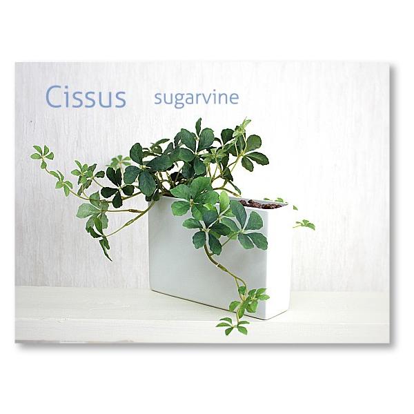 シサスプラント シュガーバイン オシャレな長方形タイプ 石 ブラウン 可愛い葉っぱで優しく消臭する観葉植物 消臭触媒加工 造花 インテリア Buyee Buyee Japanese Proxy Service Buy From Japan Bot Online