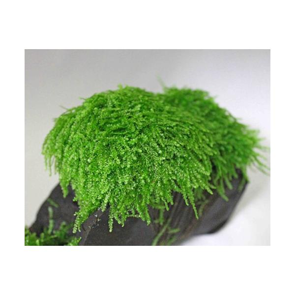 EB[sOX@iR×Rj@Y_@iQ̗Lt@[Y