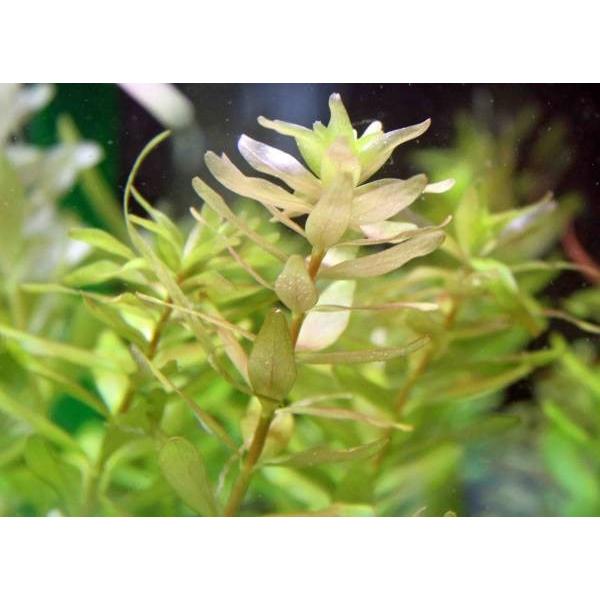 ロタラインジカ ２５本 無農薬 中景 後景草 品質抜群の有名ファーム産 16 イイ水草市場 通販 Yahoo ショッピング