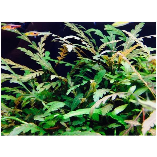 ij@nCOtBEsieBtB_isieBtB_j5{(߁j鐅@_@