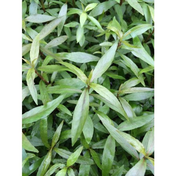 ijnCOtBES[huEi5{j@F̃nCOtB@_JɂœK