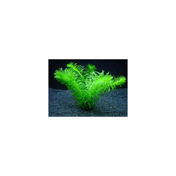 メダカ産卵用水草セット メダカめっちゃ増える 浮かべるだけ イイ水草市場 /【Buyee】 メダカ産卵用水草セット メダカめっちゃ増える 浮かべるだけ イイ水草市場 /【Buyee】