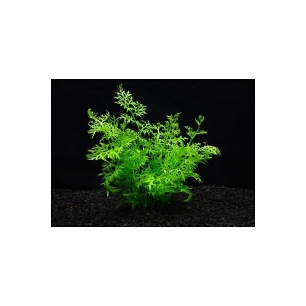 ijAJ@XvCgiR{j@vȐV_@Y