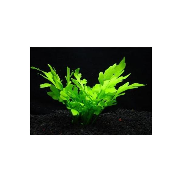 ijEH[^[XvCgi3j@CgO[̗tXvCg@Y