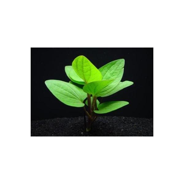 ijbhTEXiQ{j@ԐF̃n[g^CgO[̃n[g^t@Y