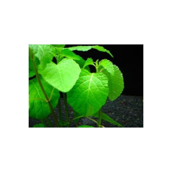 ijp^iw~OtBXiR{)@ŎF̗tɕω큟@