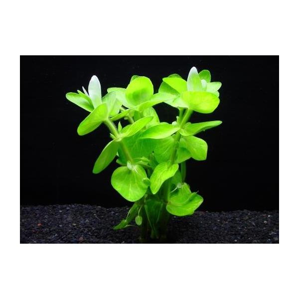 ij@CG[oRpiT{j ƂoRp Y_