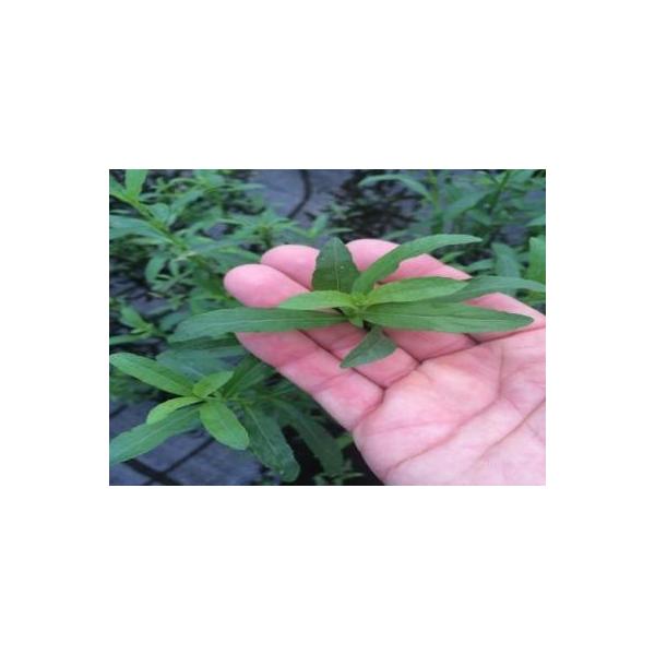 ijnCOtBEoT~JiR{j@CgO[̐؂ꍞޗtY큟@Y