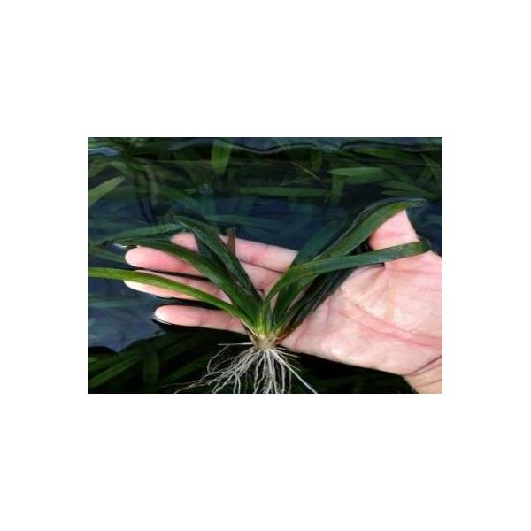 水草 ジャイアントサジタリア ５本 国産 丈夫な水草 Buyee Buyee Japanese Proxy Service Buy From Japan Bot Online