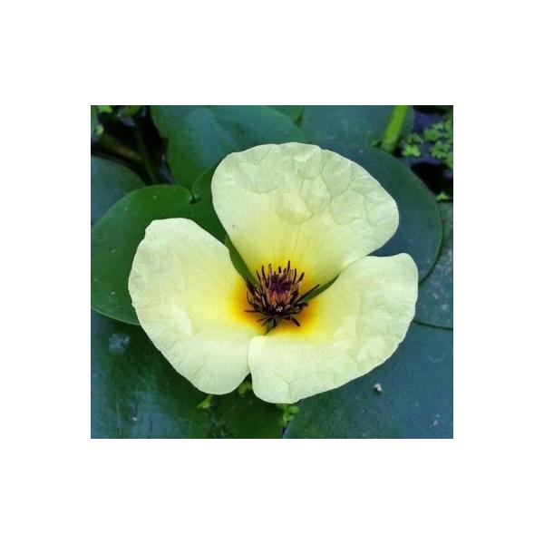 水草 ウォーターポピー ミズゲナシ 黄色の花が咲きます ビオトープにぴったり Buyee 日本代购平台 产品购物网站大全 Buyee一站式代购 Bot Online