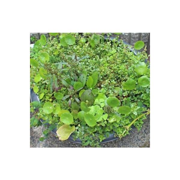 世界の水草が手に入る　イイ水草市場