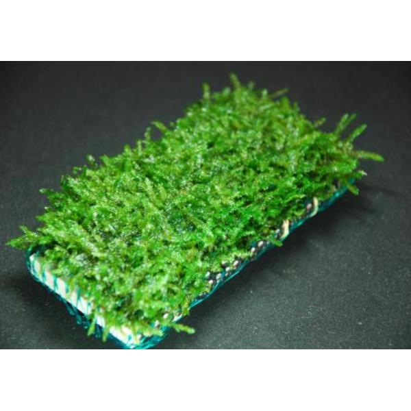 ウィローモスマット （横10cm＊縦5cm）置くだけ簡単レイアウト