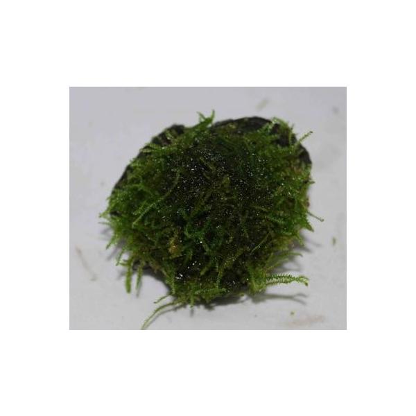 TCX@i⊈^Cvj@_@Oi@iQ̗Lt@[Y