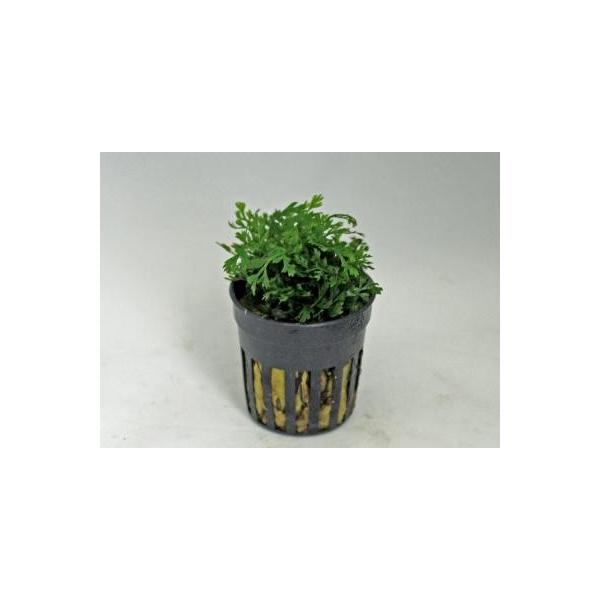 {reBXspExr[[ti1Potj@@_@iQ̗Lt@[Y