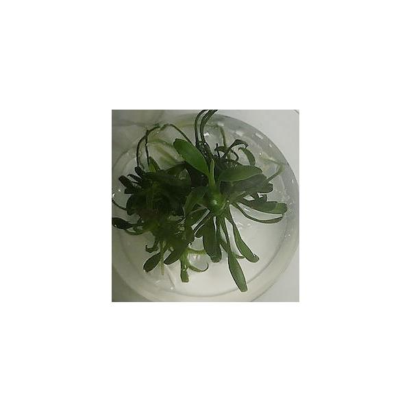 GRAMICCI（グラミチ） アヌビアス ナナ 'Pangolino