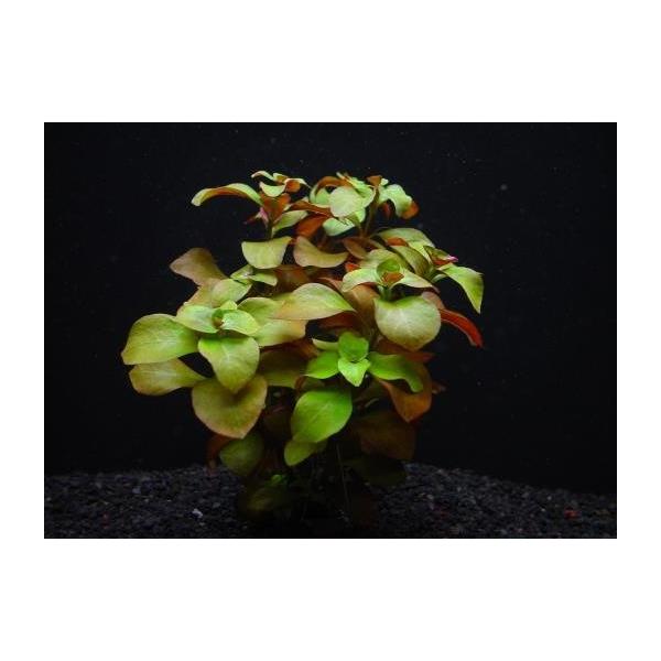 bhhEBWA@iT{j@_@琬ȒP@^ԂɂȂ鐅@iEi@iQ̗Lt@[Y