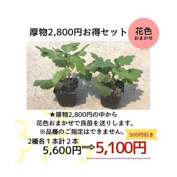 e-mum_080