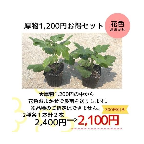 e-mum_082