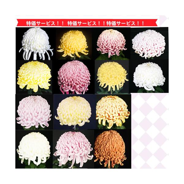 大菊 特価 厚物咲組物 5種各1本 計5本 : e-MUMshop Yahoo!店 - 通販