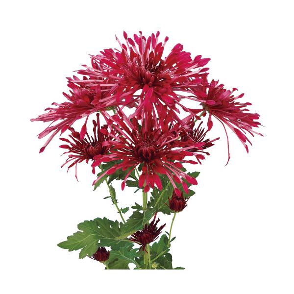 何とも言えない花形が魅力的な品種で、鉢植えにしても綺麗に咲き揃います。【内容】2本1組クラシックマム　アンタイトル…紅色／11月上旬咲花径・・・約１０cm●注文受付期間／2026年6月末日まで●発送期間／2026年3月下旬〜2026年7月上...