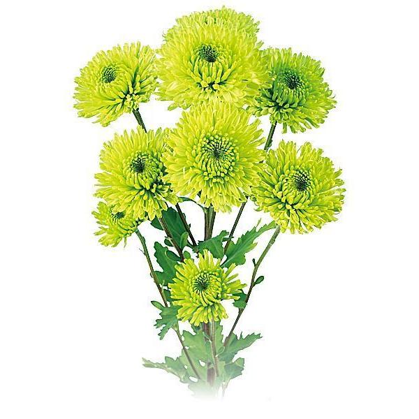 緑色の花弁が美しい管咲の緑菊です。管上の花弁の先端が割れており通常のコニファリータイプとは違った印象になります。屋外でも濃い緑色になり、ゆっくり開花する為長く楽しんでいただけます。花の大きさ　6cm【内容】2本1組・グリーンライナー　　　濃...