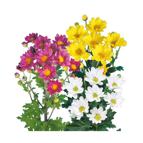 切り花菊部門人気No.1！！【内容】3種×各3本…計9本・かるた…紅色平弁中幹／８月上旬咲・さがみ…黄色平弁中幹／８月上旬咲・いとは…白色平弁中幹／８月上〜中旬咲・花径…約3〜4cm●商品の形態についてセルトレイ（プラグ）に挿し芽をし発根後...