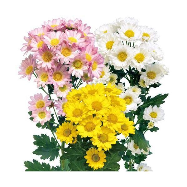 e-mum_188