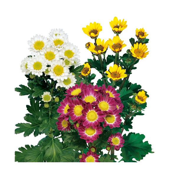 1月咲の小菊 : e-MUMshop Yahoo!店 - 通販 - Yahoo!ショッピング