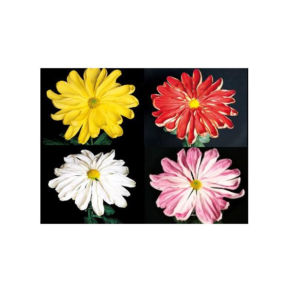 大菊 一文字咲（4品種各1本 計4本） : e-MUMshop Yahoo!店 - 通販