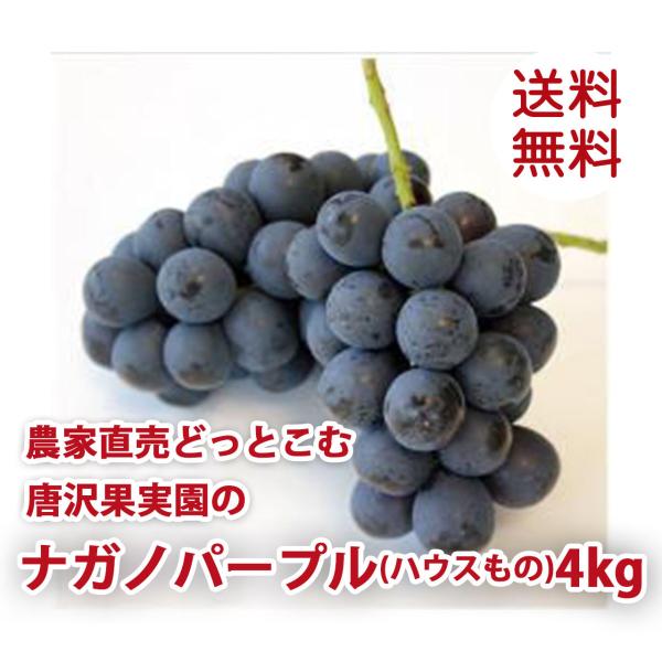 種なし ぶどう ナガノパープル 完熟 