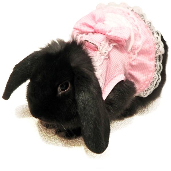 [C{[]̃n[lXEGAn[lXEGAEGvhXi[h͕tĂ܂Bj