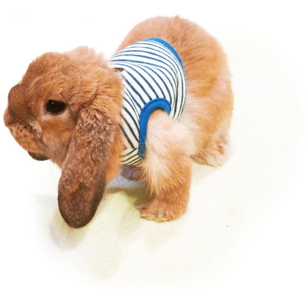 [C{[]̃n[lXEGAn[lXEGAE܂܁iu[ji[h͕tĂ܂Bj