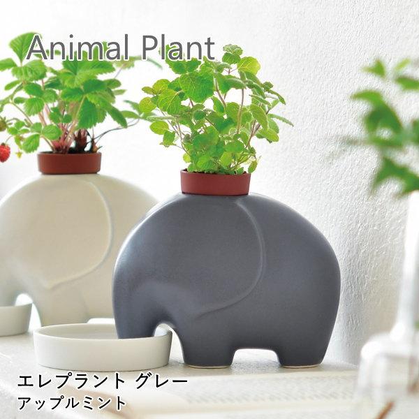 ●eleplant エレプラント グレー/アップルミント●ポットや土、種などが揃ったハーブの栽培キットです。園芸初心者でも気軽に始められます。●陶器のアニマルがお皿の水を飲んで、背中で植物を育てます。水の管理が一目でわかる底面給水システムで...