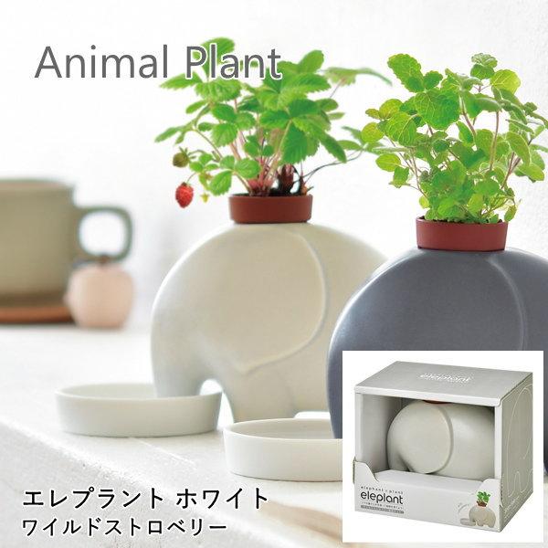 ●eleplant エレプラント ホワイト/ワイルドストロベリー●ポットや土、種などが揃ったハーブの栽培キットです。園芸初心者でも気軽に始められます。●陶器のアニマルがお皿の水を飲んで、背中で植物を育てます。水の管理が一目でわかる底面給水シ...