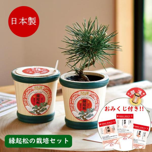 ●縁起松栽培セット おみくじ付き 赤松●杉の間伐材を利用したミニ樽で種から松を育てる栽培セットです。●鉢や土、種などが揃った栽培キットは園芸初心者でも気軽に栽培に挑戦できます。●木の成長になぞられた内容の開運おみくじ付き。願いを込めたおみく...