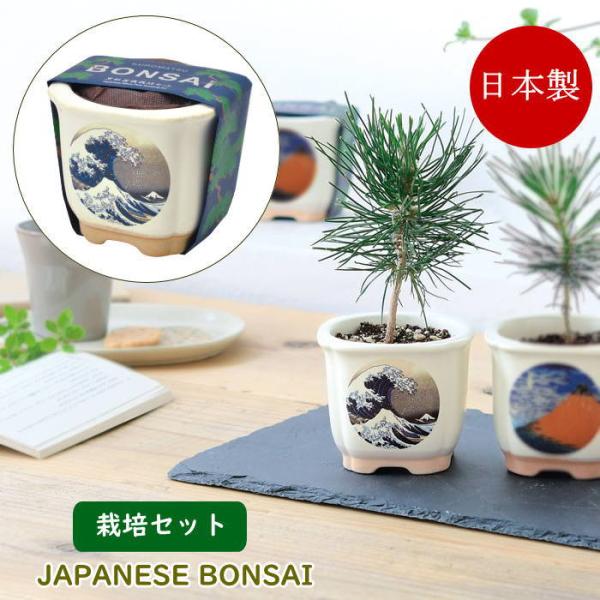●JAPANESE BONSAI 盆栽 栽培セット　波富士●浮世絵の名画がデザインされた美濃焼の盆栽鉢で育てる黒松の栽培セット。●鉢や土、種などが揃った栽培キットは園芸初心者でも気軽に栽培に挑戦できます。●種から芽が出た驚きや日に日に大きく...