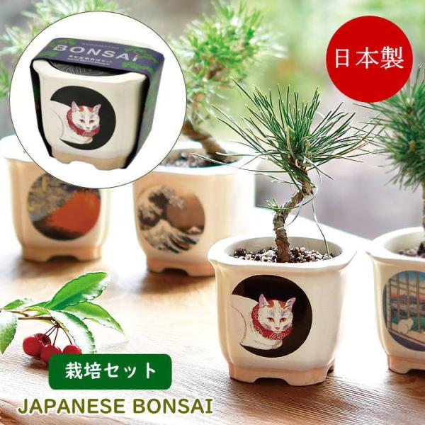 ●JAPANESE BONSAI 盆栽 栽培セット　白猫●浮世絵の名画がデザインされた美濃焼の盆栽鉢で育てる赤松の栽培セット。●鉢や土、種などが揃った栽培キットは園芸初心者でも気軽に栽培に挑戦できます。●種から芽が出た驚きや日に日に大きくな...